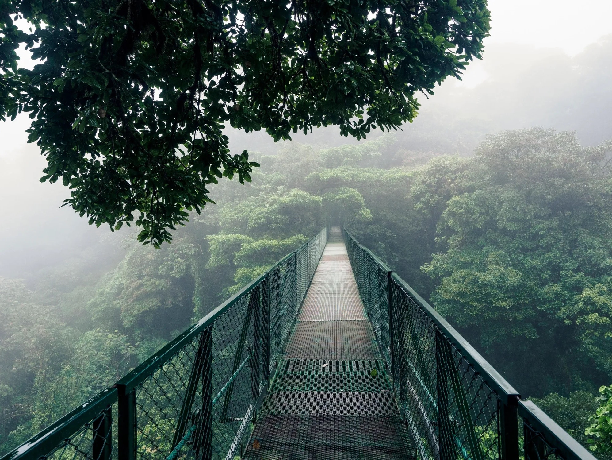 Monteverde cloud forest hanging bridge Costa Rica